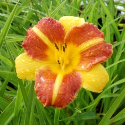 Hemerocallis  'Cathy Sunset' (Sásliliom)