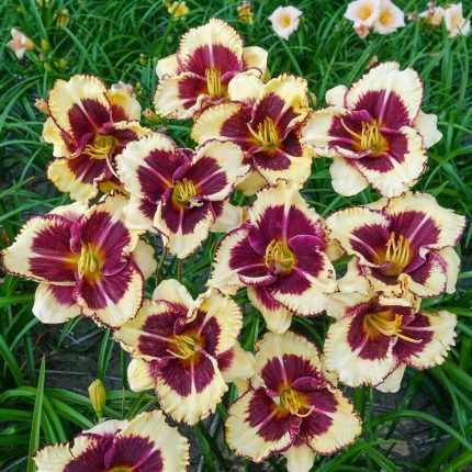 Hemerocallis  'Celebration of Angels' (Sásliliom)