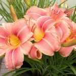 Hemerocallis  'Cherry Cheeks' (Sásliliom)