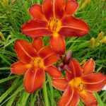 Hemerocallis  'Chicago Cardinal' (Sásliliom)