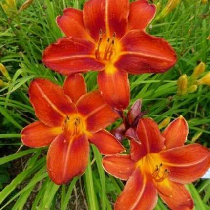 Hemerocallis  'Chicago Cardinal' (Sásliliom)