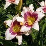 Hemerocallis  'Chicago Picotee Memories' (Sásliliom)