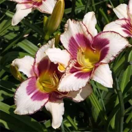 Hemerocallis  'Chicago Picotee Memories' (Sásliliom)