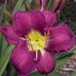 Hemerocallis  'Chicago Royal Robe' (Sásliliom)