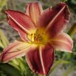 Hemerocallis  'Chipper Cherry' (Sásliliom)