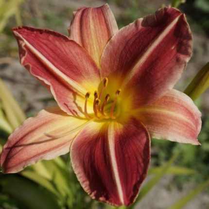 Hemerocallis  'Chipper Cherry' (Sásliliom)
