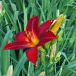 Hemerocallis  'Cologne Rocket' (Sásliliom)