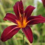 Hemerocallis  'Crimson Pirate' (Sásliliom)