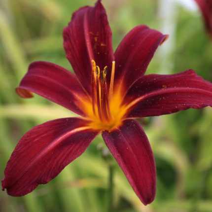 Hemerocallis  'Crimson Pirate' (Sásliliom)