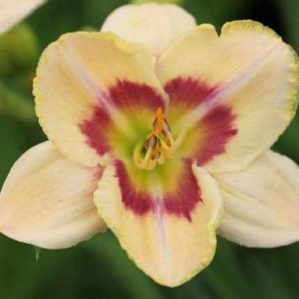 Hemerocallis  'Custard Candy' (Sásliliom)