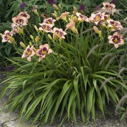 Hemerocallis  'Daring Deception' (Sásliliom)