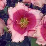 Hemerocallis  'Dragon Lore' (Sásliliom)