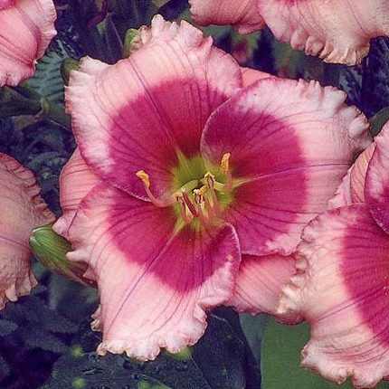 Hemerocallis  'Dragon Lore' (Sásliliom)