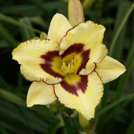 Hemerocallis  'El Desperado' (Sásliliom)