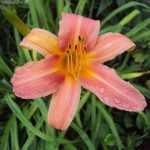 Hemerocallis  'Elaine Strutt' (Sásliliom)