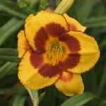 Hemerocallis  'Fooled Me' (Sásliliom)