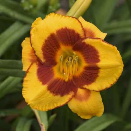 Hemerocallis  'Fooled Me' (Sásliliom)
