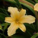 Hemerocallis  'Frances Fay' (Sásliliom)
