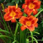 Hemerocallis  'Holiday Delight' (Sásliliom)