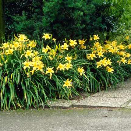 Hemerocallis  'Hyperion' (Sásliliom)