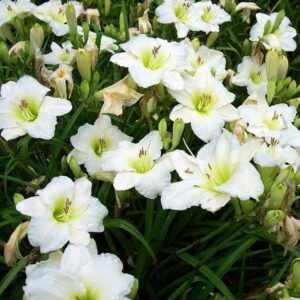 Hemerocallis  'Ice Carnival' (Sásliliom)