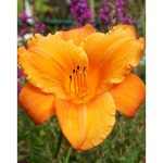 Hemerocallis  'Indian Paintbrush' (Sásliliom)