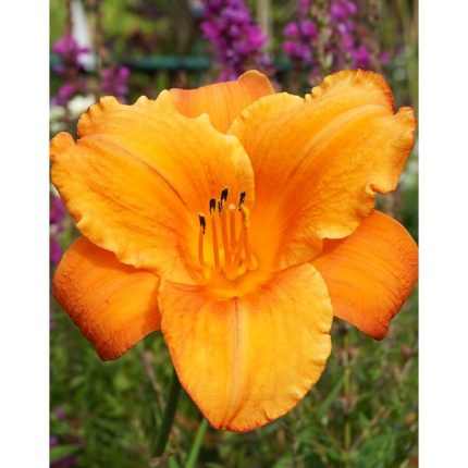 Hemerocallis  'Indian Paintbrush' (Sásliliom)