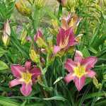 Hemerocallis  'Lavander Deal' (Sásliliom)