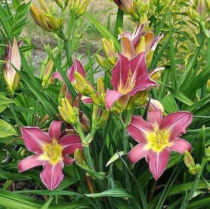 Hemerocallis  'Lavander Deal' (Sásliliom)