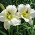 Hemerocallis  'Light The Way' (Sásliliom)