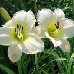 Hemerocallis  'Light The Way' (Sásliliom)