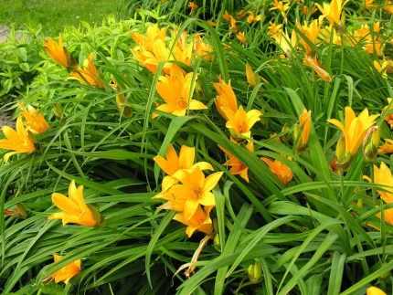 Hemerocallis  'Little Cadet' (Sásliliom)