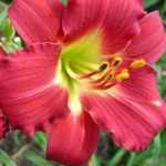 Hemerocallis  'Little Gypsy Ruby' (Sásliliom)
