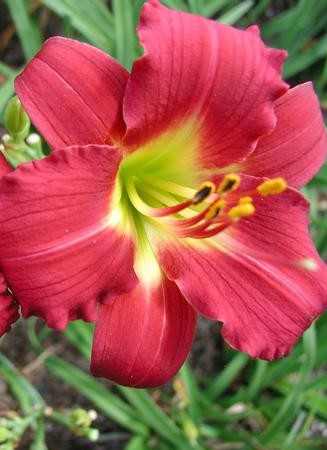 Hemerocallis  'Little Gypsy Ruby' (Sásliliom)