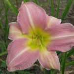 Hemerocallis  'Love That Pink' (Sásliliom)