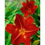 Hemerocallis  'Lusty Leyland' (Sásliliom)