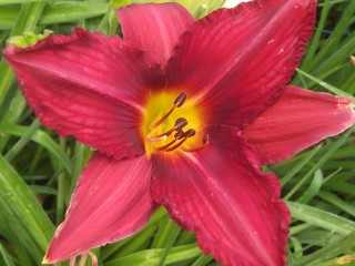 Hemerocallis  'Mallard' (Sásliliom)