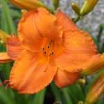 Hemerocallis  'Mauna Loa' (Sásliliom)