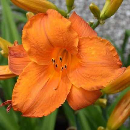 Hemerocallis  'Mauna Loa' (Sásliliom)