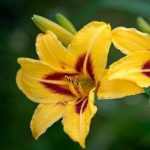 Hemerocallis  'Mikado' (Sásliliom)