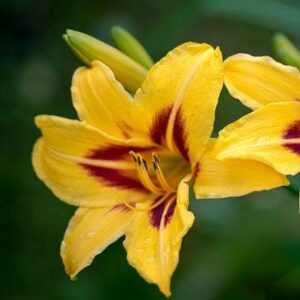 Hemerocallis  'Mikado' (Sásliliom)