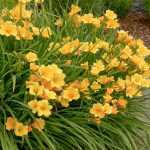 Hemerocallis  'Mini Stella' (Sásliliom)