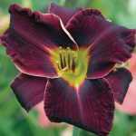 Hemerocallis  'Night Beacon' (Sásliliom)