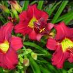 Hemerocallis  'Pardon Me' (Sásliliom)