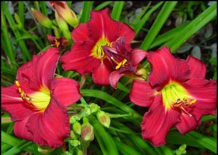 Hemerocallis  'Pardon Me' (Sásliliom)