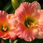 Hemerocallis  'Pink Puff' (Sásliliom)