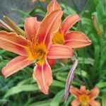 Hemerocallis  'Piquante' (Sásliliom)