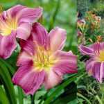 Hemerocallis  'Praerie Blue Eyes' (Sásliliom)