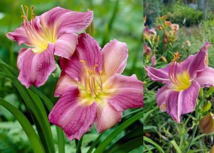Hemerocallis  'Praerie Blue Eyes' (Sásliliom)