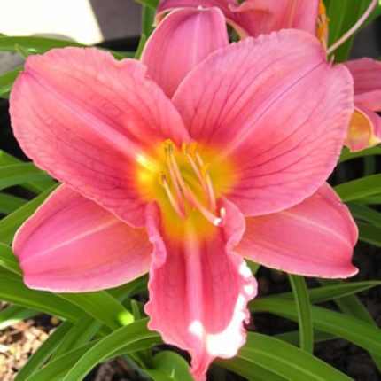 Hemerocallis  'Pretty Fancy' (Sásliliom)